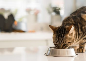 Kedi ve köpeklere verilen yiyecekler sağlıklarını riske atabilir