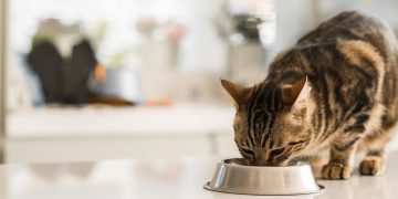 Kedi ve köpeklere verilen yiyecekler sağlıklarını riske atabilir