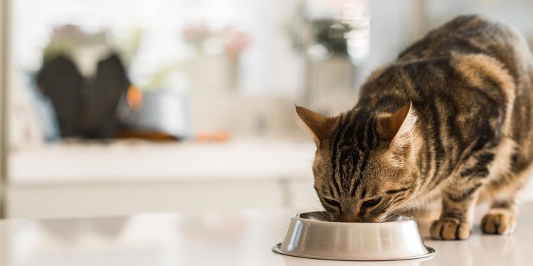 Kedi ve köpeklere verilen yiyecekler sağlıklarını riske atabilir