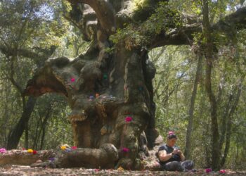 İklim değişikliğinin etkilerine dikkat çeken “Bu son şansımız mı?” gösterim programı Salt Beyoğlu’ndaki Açık Sinema’da devam ediyor