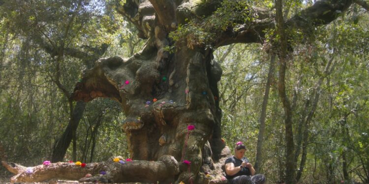 İklim değişikliğinin etkilerine dikkat çeken “Bu son şansımız mı?” gösterim programı Salt Beyoğlu’ndaki Açık Sinema’da devam ediyor