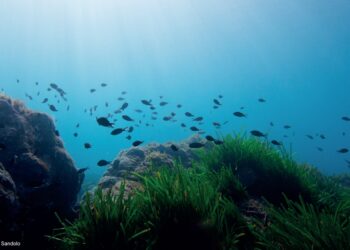 WWF-Türkiye, Akdeniz’in Mavi Ormanlarında Sessiz Yıkım:   Binlerce Gemi Deniz Çayırlarını Tahrip Ediyor