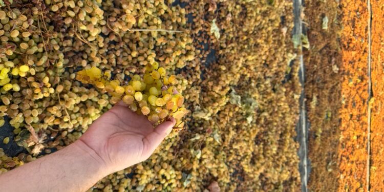 Aynı bağdan aynı tadı korumak kolay değil