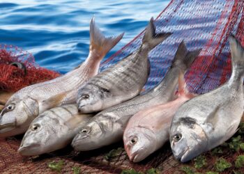 Türkiye ocak ayında 207 milyon dolarlık balık ihraç etti