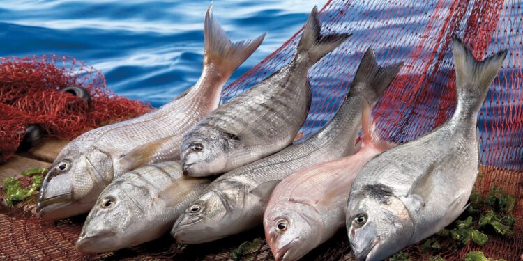 Türkiye ocak ayında 207 milyon dolarlık balık ihraç etti