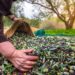 Türkiye’nin Zeytin ve zeytinyağı mirası fotoğraf karelerine taşınıyor