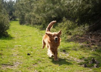 Afetlerde umut ışığı: Arama kurtarma köpekleri