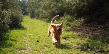 Afetlerde umut ışığı: Arama kurtarma köpekleri