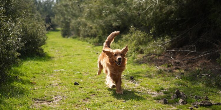 Afetlerde umut ışığı: Arama kurtarma köpekleri