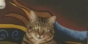 Royal Canin Araştırması: Kedi ve köpeklerin yüzde 40’ı fazla kilolu veya obez