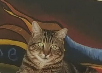 Kedilerin gizli dünyasına yapay zeka merceği: Hastalıklar artık saklanamıyor