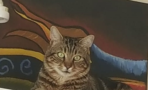 Kedilerin gizli dünyasına yapay zeka merceği: Hastalıklar artık saklanamıyor