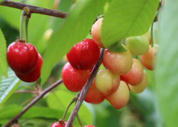 Kiraz hasreti bu sene bitiyor