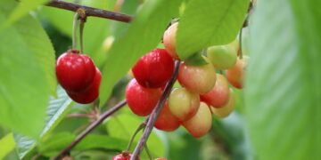 Kiraz hasreti bu sene bitiyor