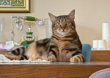 Yaz sıcaklarında kedilerin Sıvı tüketimine dikkat: Yaş mama desteği önem kazanıyor