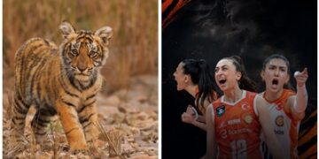 Sahadaki kaplanlardan doğadaki kaplanlara destek