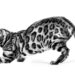 Kedi ve köpek sağlığını bilimin gözünden keşfedin