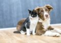 Okula dönüş sadece çocukların değil, kedi ve köpeklerin de rutinini değiştiriyor
