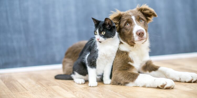Okula dönüş sadece çocukların değil, kedi ve köpeklerin de rutinini değiştiriyor