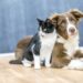 Okula dönüş sadece çocukların değil, kedi ve köpeklerin de rutinini değiştiriyor
