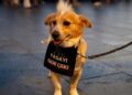 Hayvanseverler soruyor: 4 milyon köpek nerede?