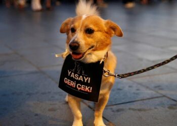 Hayvanseverler soruyor: 4 milyon köpek nerede?