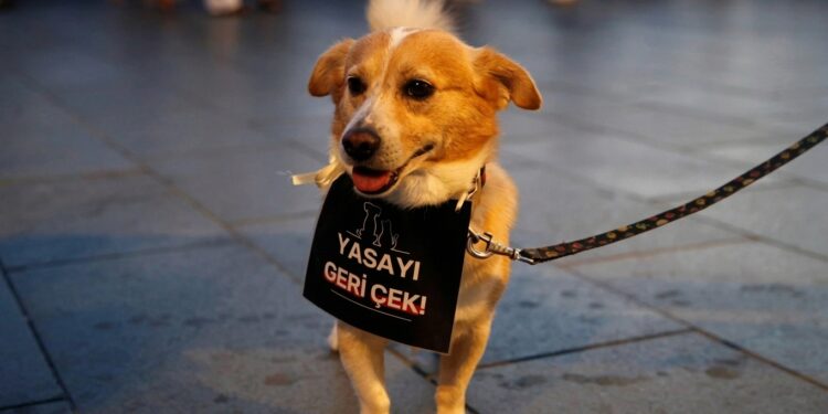 Hayvanseverler soruyor: 4 milyon köpek nerede?