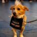 Hayvanseverler soruyor: 4 milyon köpek nerede?