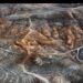 Borusan Holding ve Borusan Contemporary iş birliğiyle “Edward Burtynsky: Dönüşen Yeryüzü” COP31 özel seçkisi, Akra Antalya’da